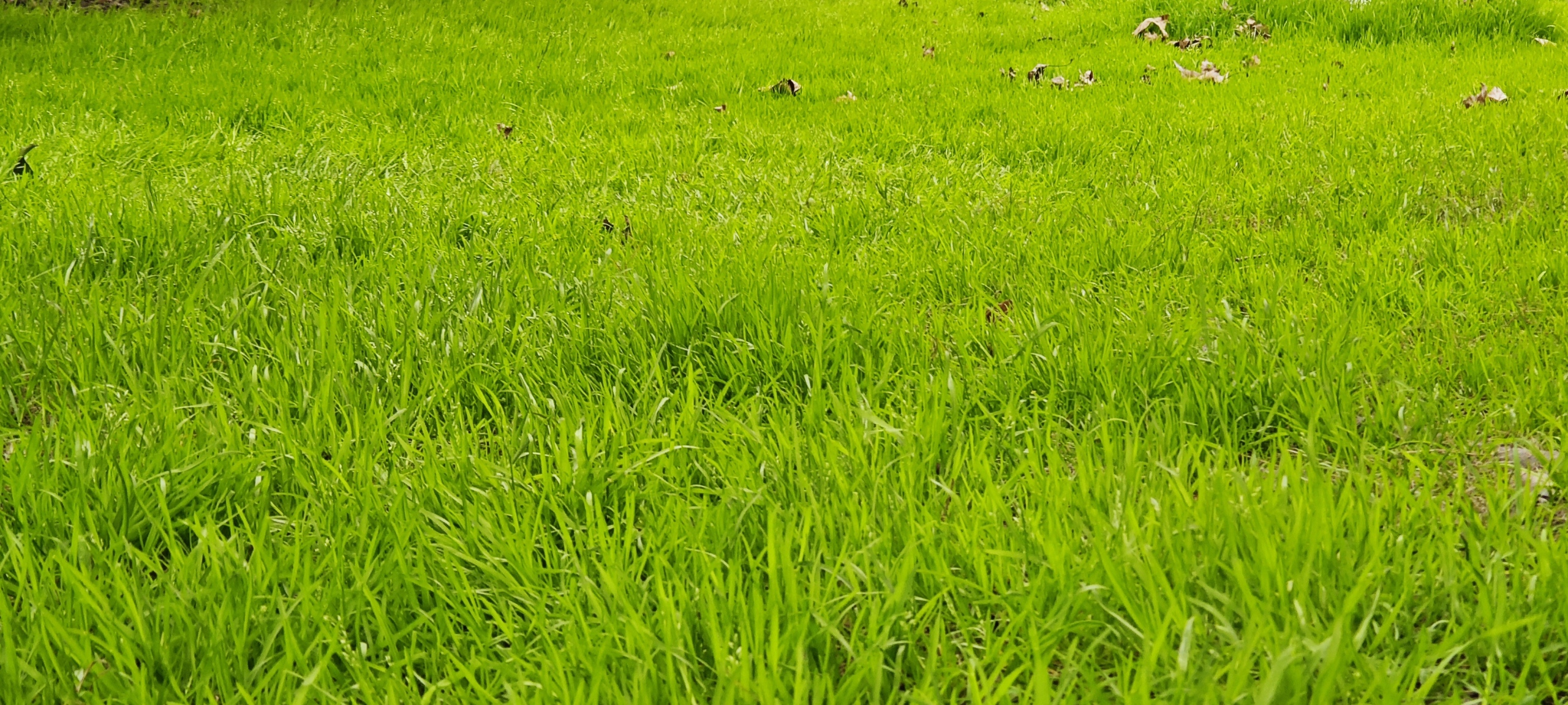 护眼草地