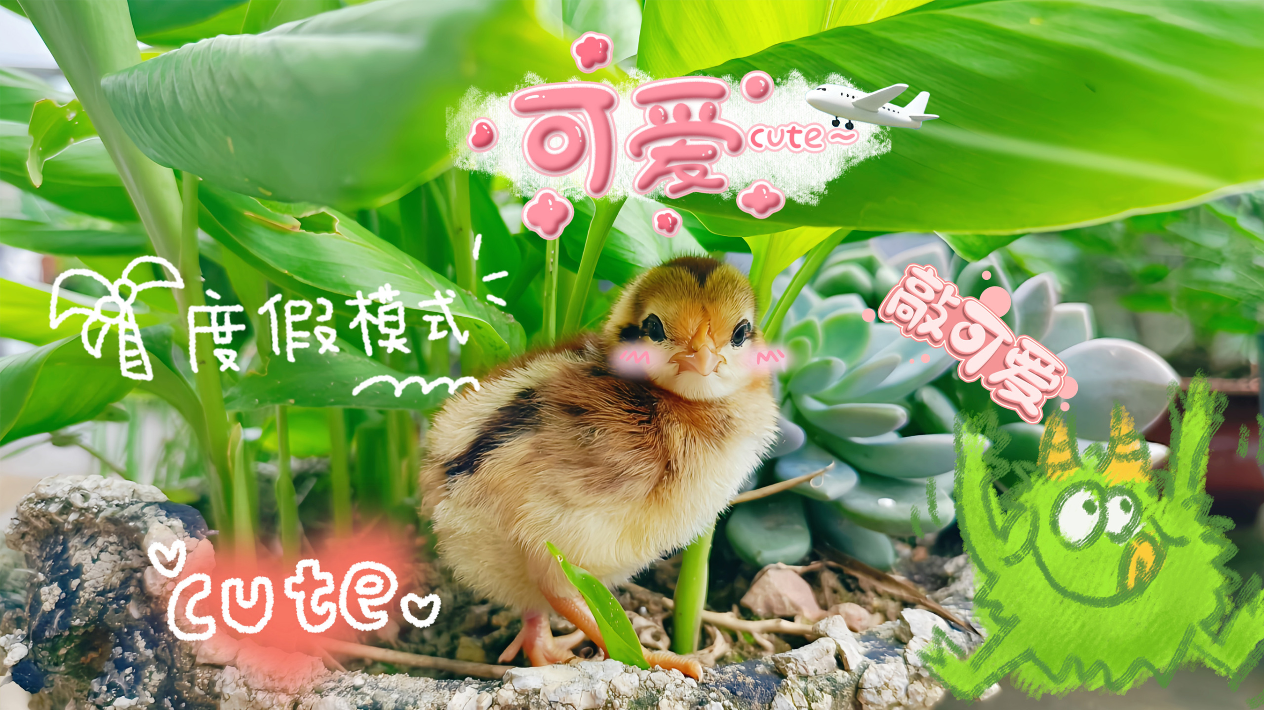 田园萌崽・小鸡悠闲日常