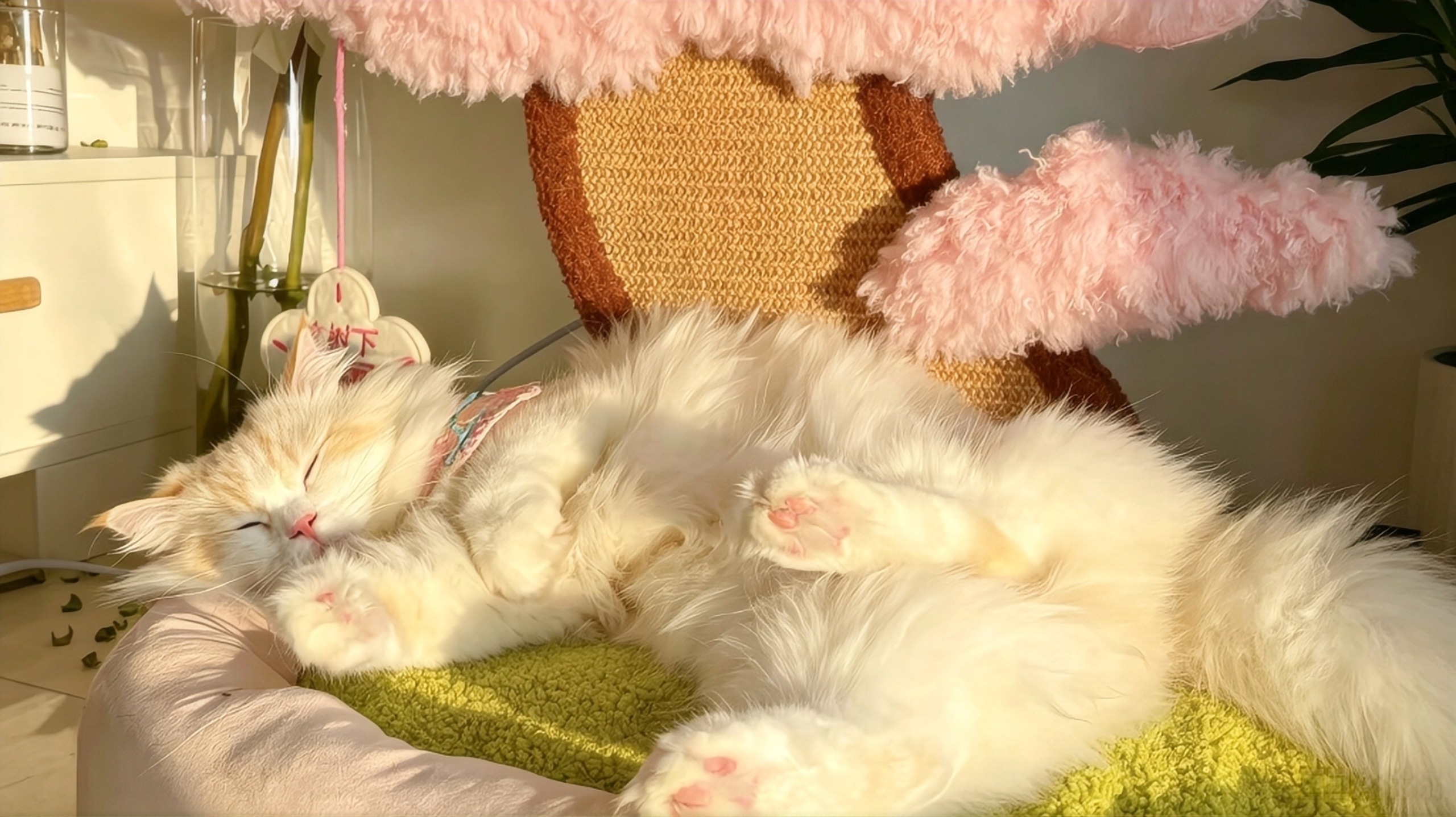 猫猫