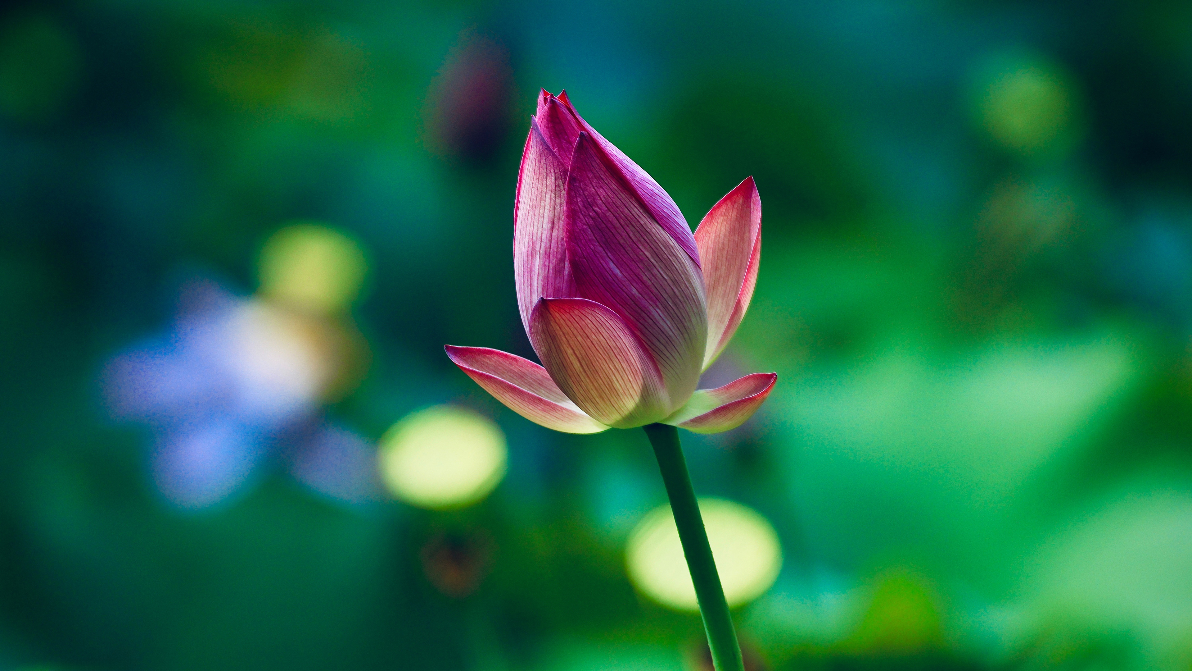 一朵荷花
