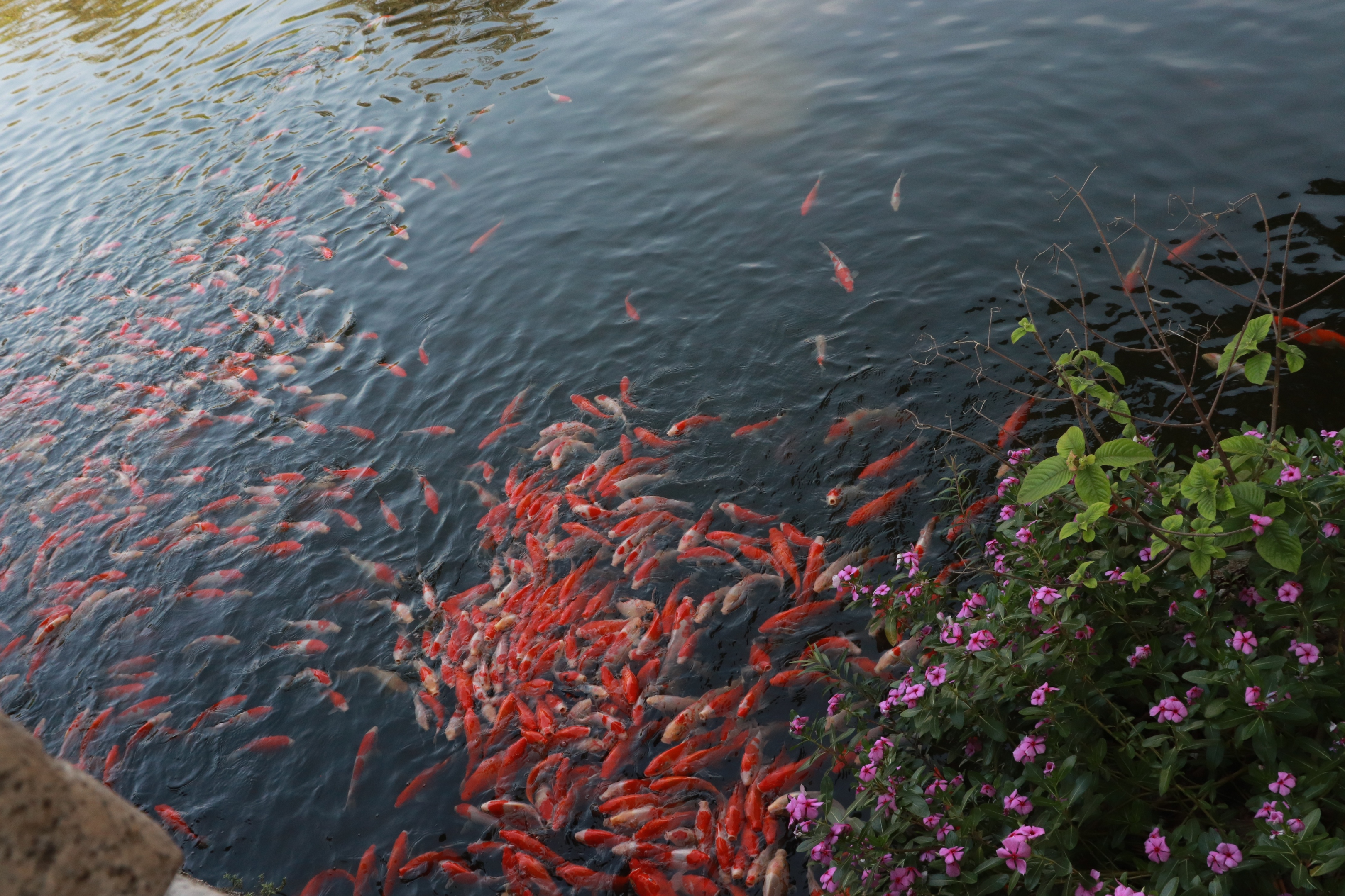 金鱼湖面投食(风景静态壁纸) - 静态壁纸下载 - 元气壁纸