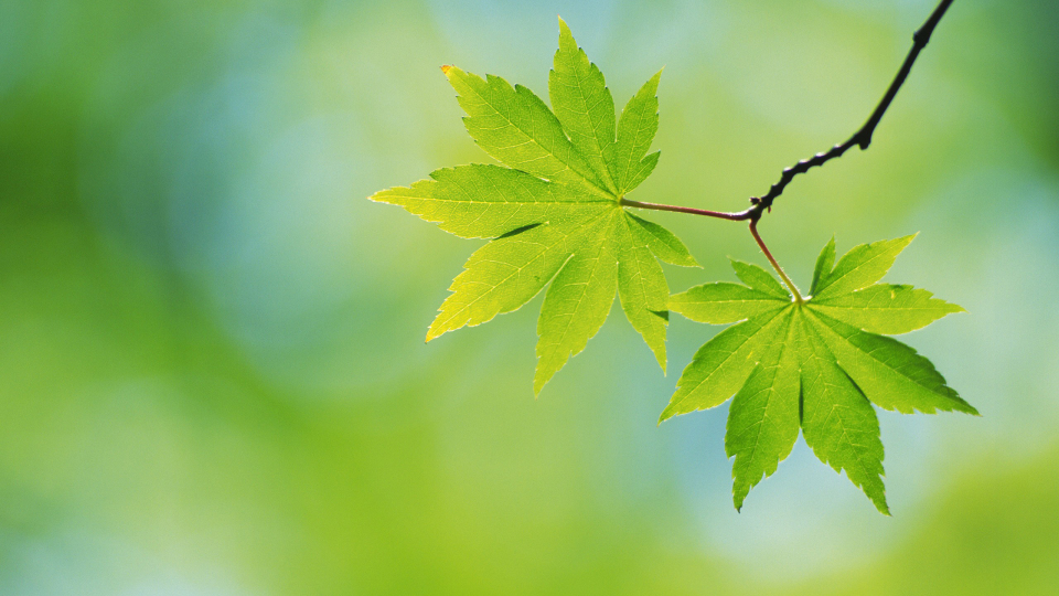 94m尺寸:2560x1440安装元气桌面,海量壁纸一键设置