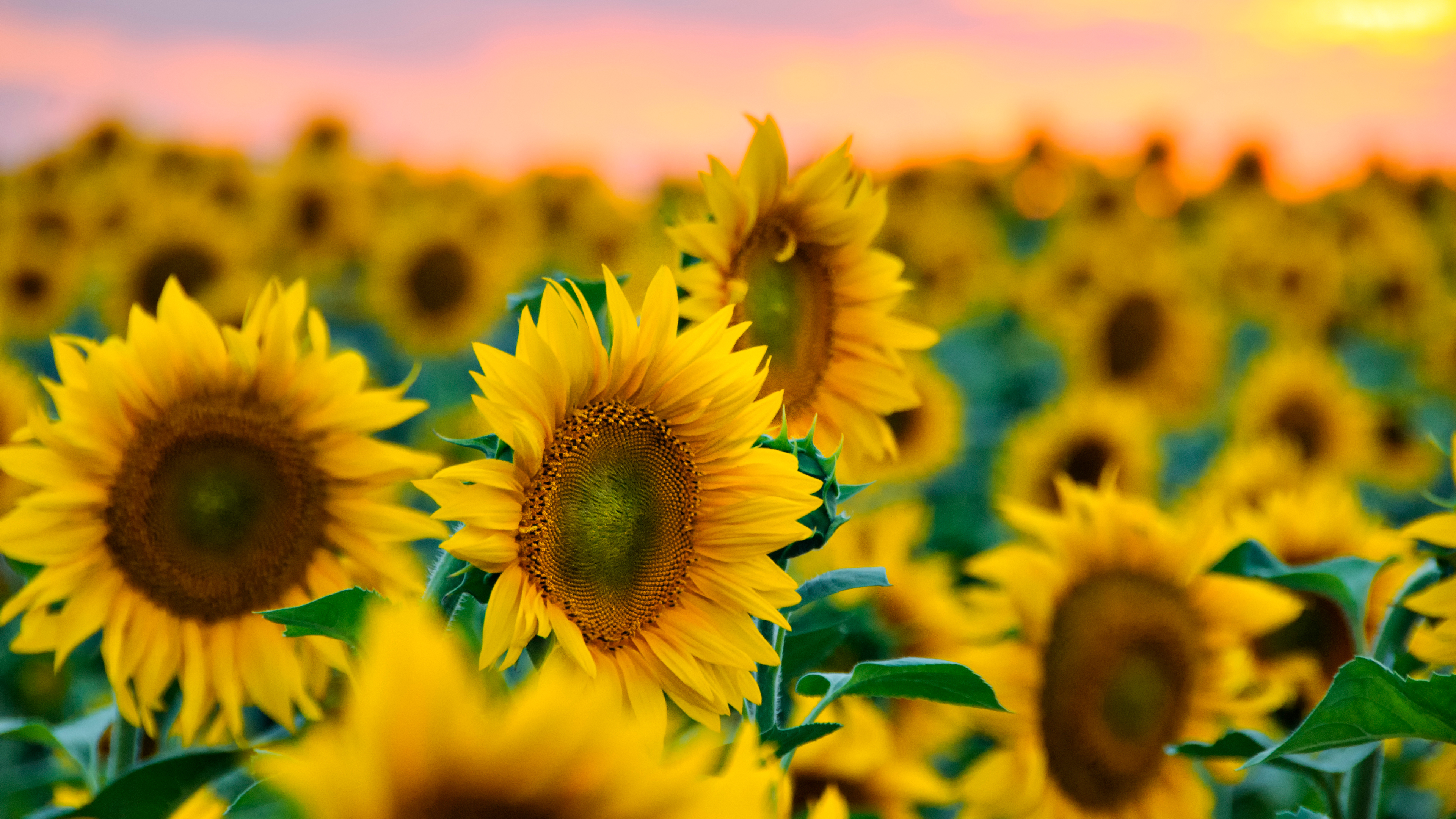 向日葵植卉热情壁纸封面图【热情向日葵2】壁纸于2021-10-12上传元气