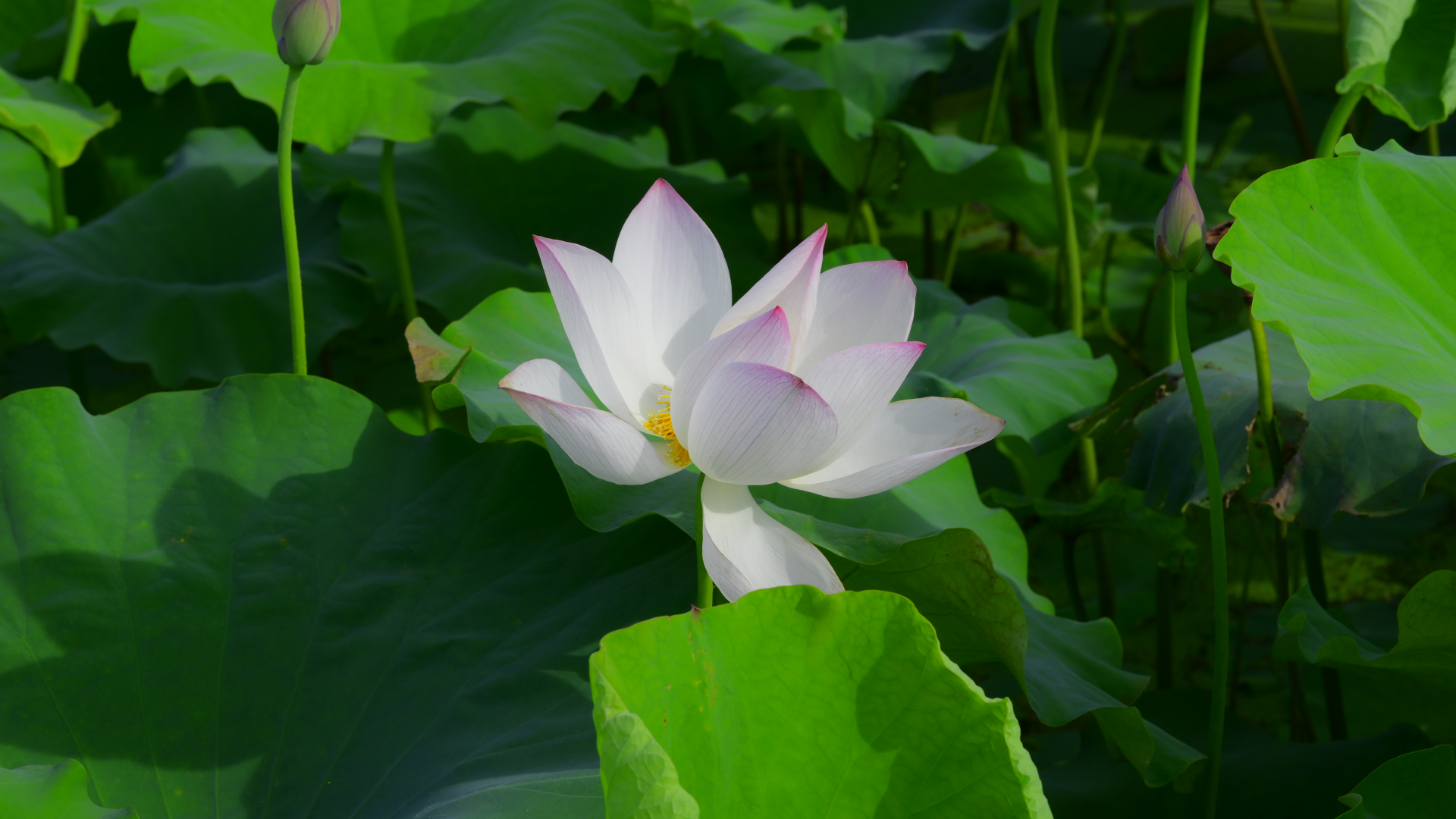 荷花