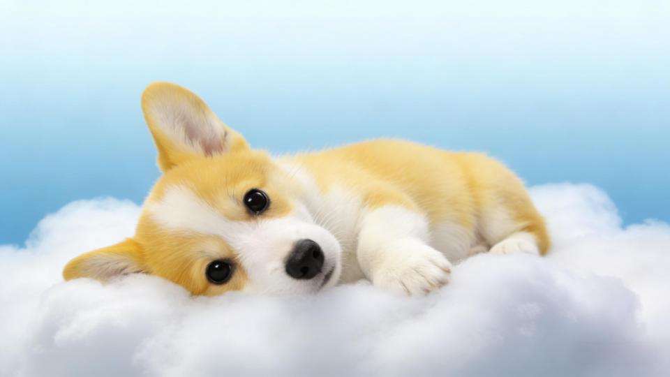 云朵上的柯基治愈壁纸