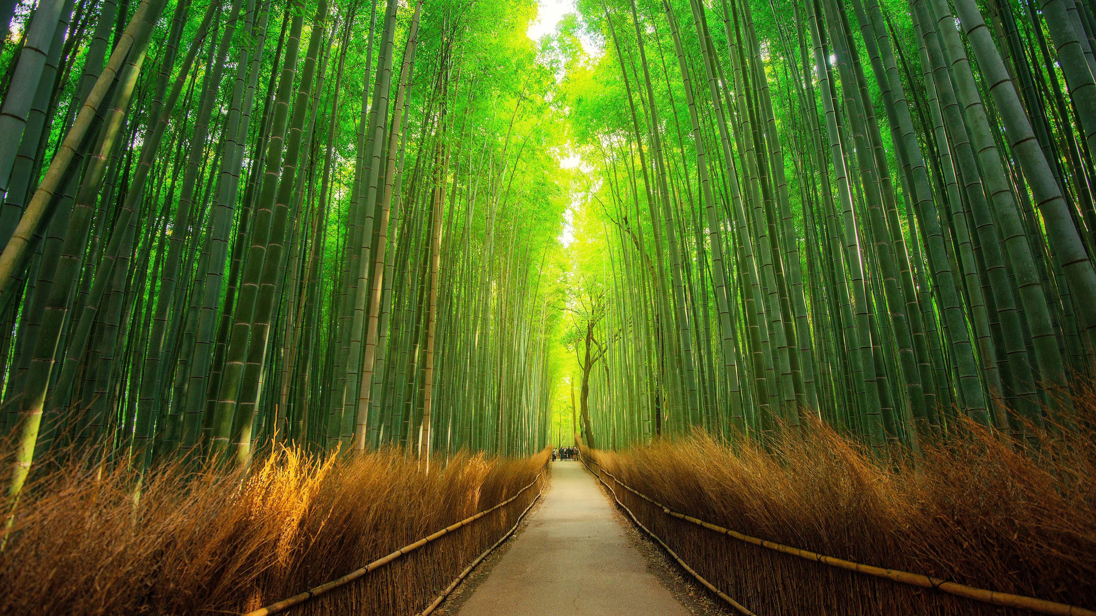 一条小路