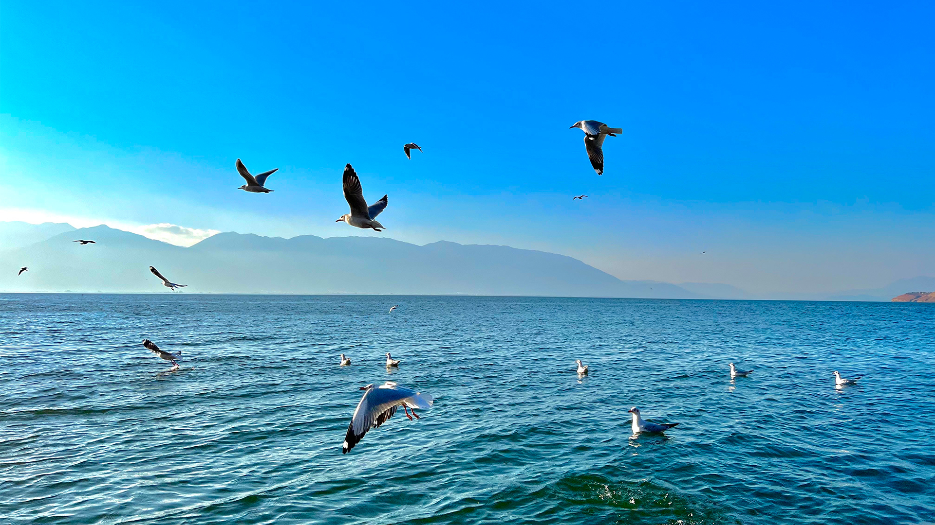 亮蓝晴空下蓝绿色海面泛着波纹，多只海鸥飞翔或浮在水面，远处可见淡色连绵山峦。