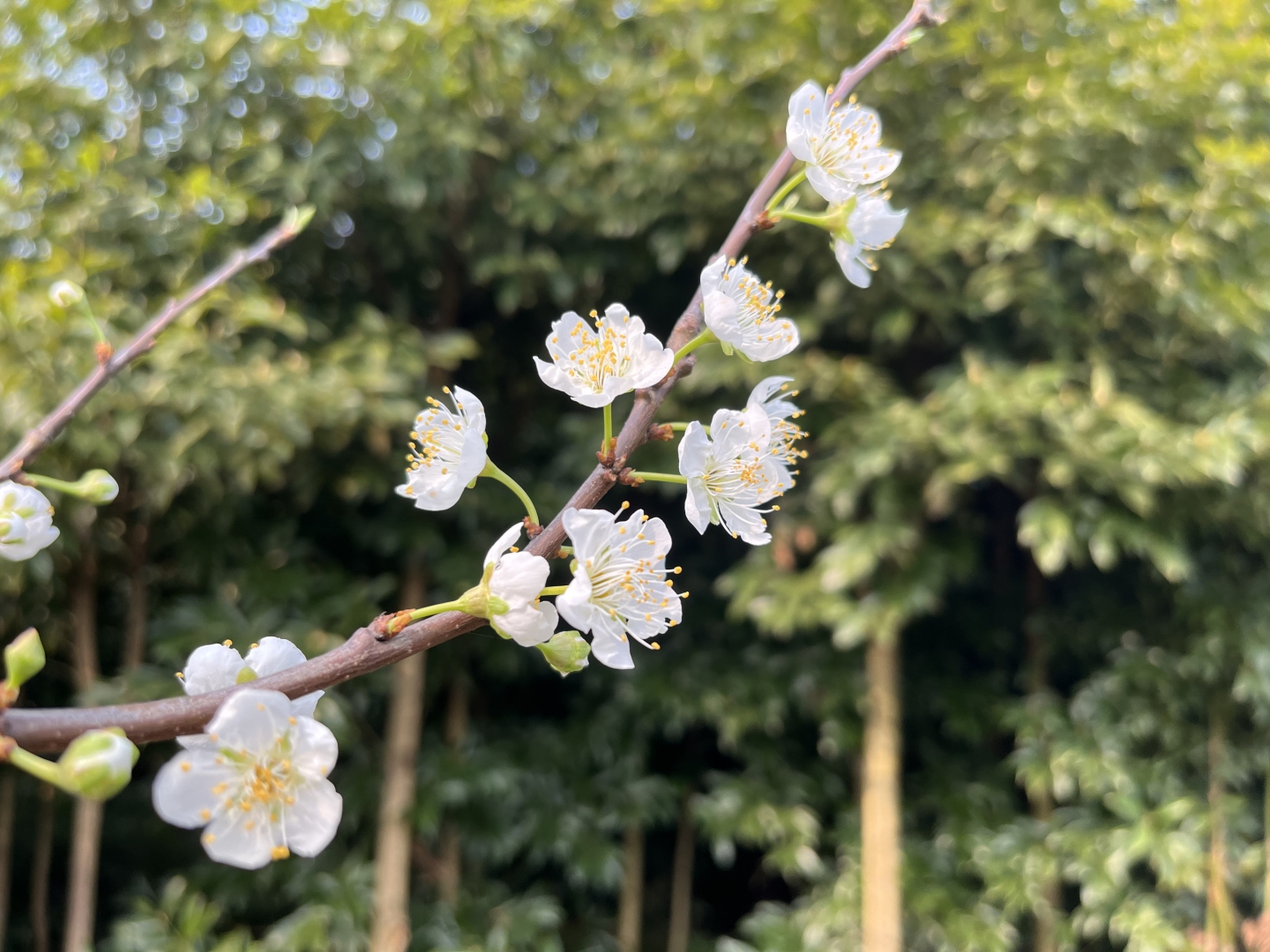 白瓣黄蕊的花枝，背景是柔化的绿叶林冠。