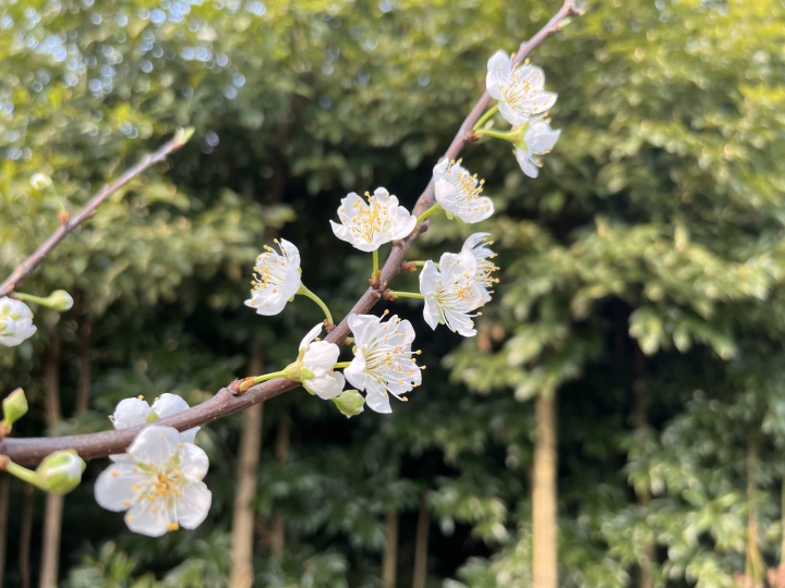 春天风景壁纸 春天风景电脑壁纸 春天风景电脑静态壁纸 元气壁纸