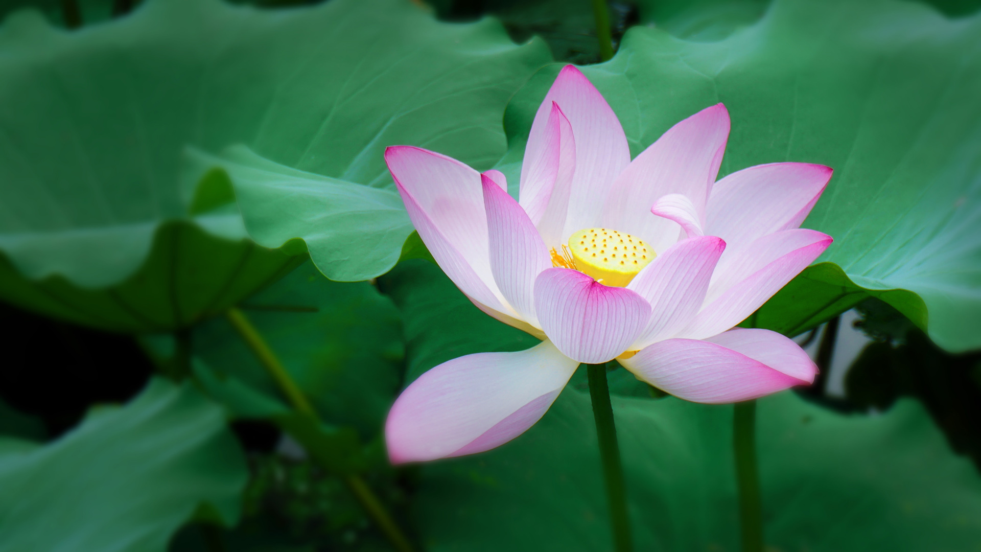莲花好运莲莲