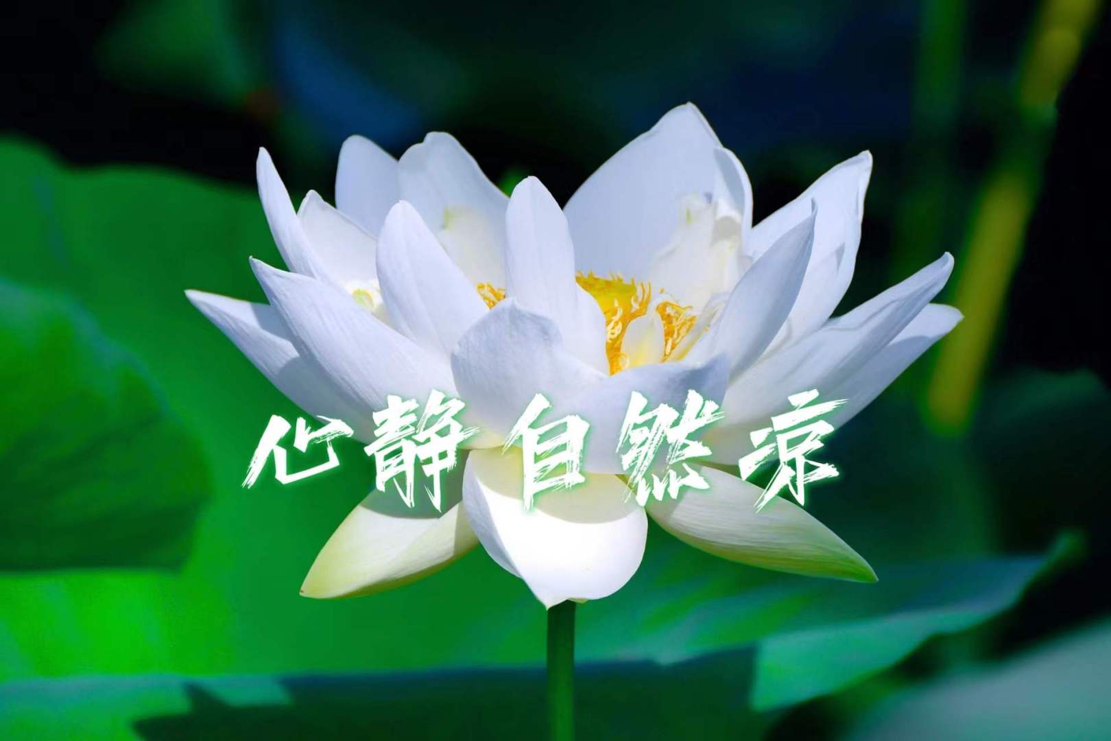 荷塘场景中，画面中央是盛开的白荷花，花心呈明黄色，周围环绕翠绿荷叶，画面叠加黑色书法文字“心静自然凉”，背景荷叶处于虚化状态。