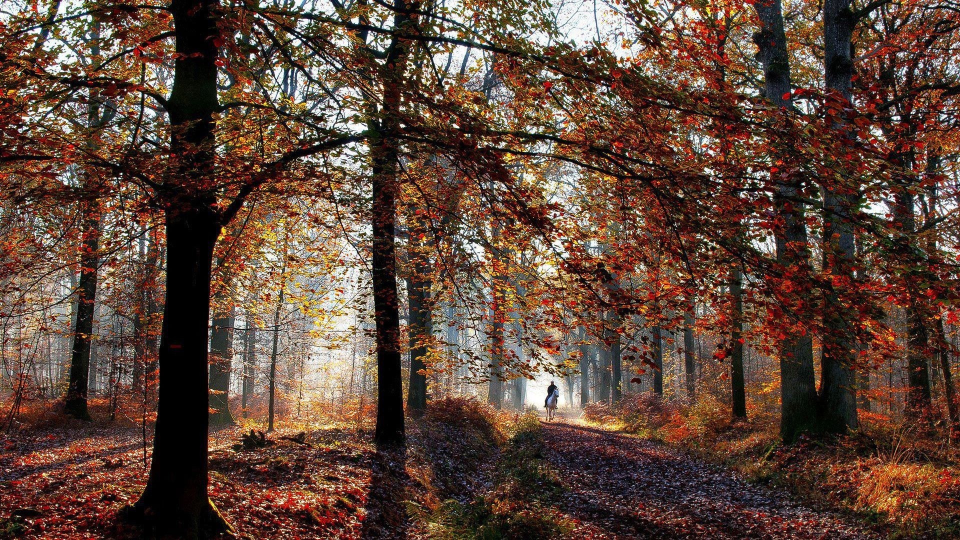 秋锁屏壁纸图片_动态桌面壁纸图片_动态壁纸下载-元气壁纸