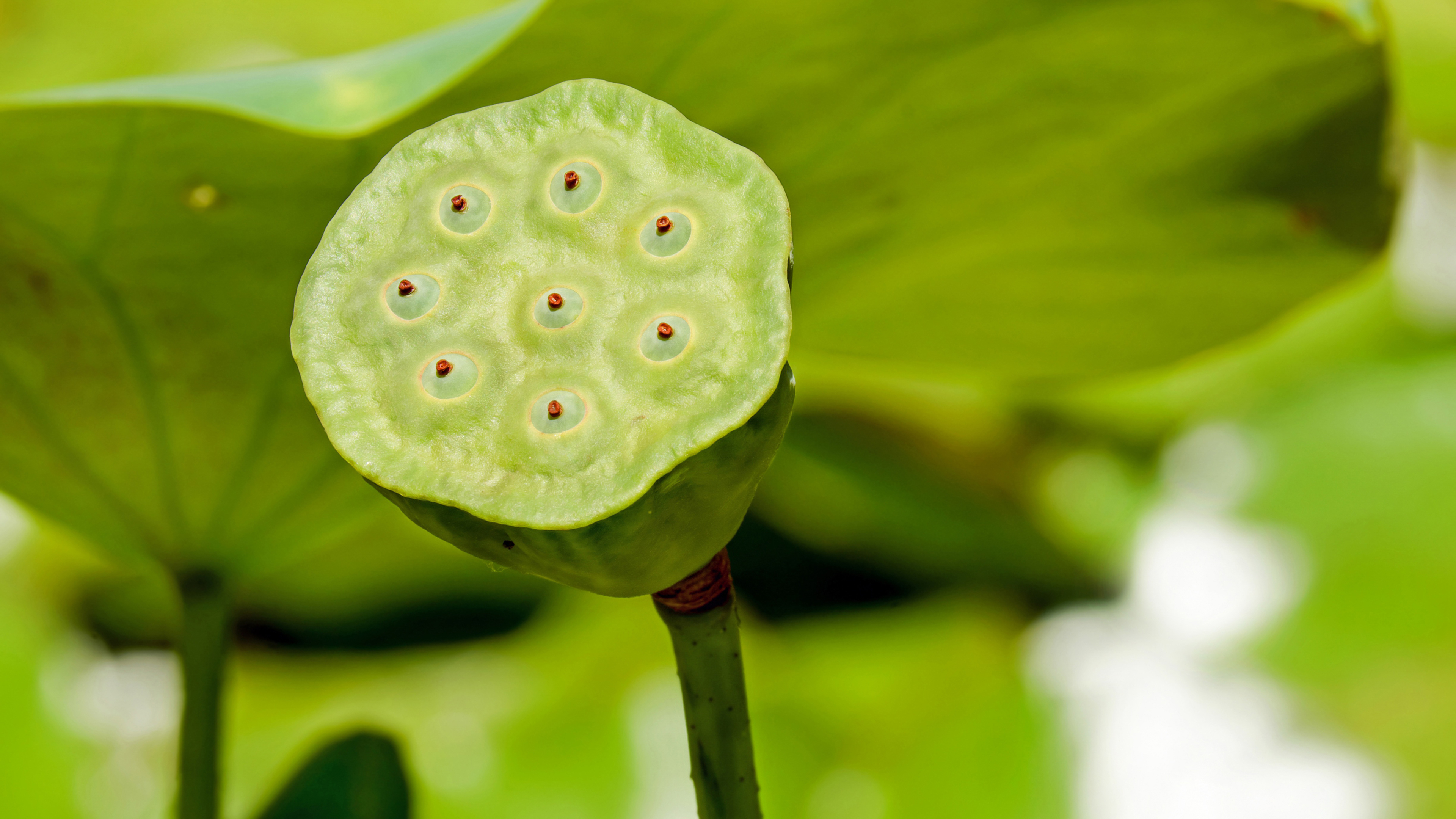 绿色莲藕莲花包裹