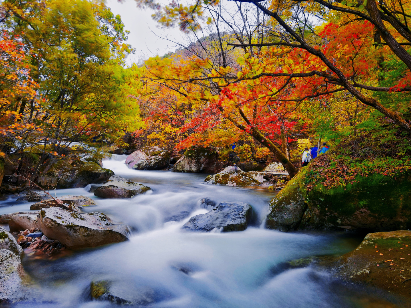 写实风光摄影呈现秋日山林山谷，长曝光柔化的山间流水在覆满苔藓的巨石间穿过，沿岸生长着橙红、金黄、黄绿渐变叶片的秋树。