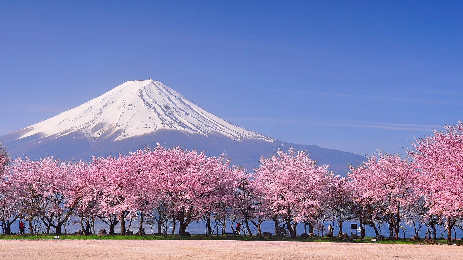 钴蓝色晴空下，覆雪锥形富士山矗立，山前排布盛放的粉色樱花林，前景是散落樱花花瓣的空地。