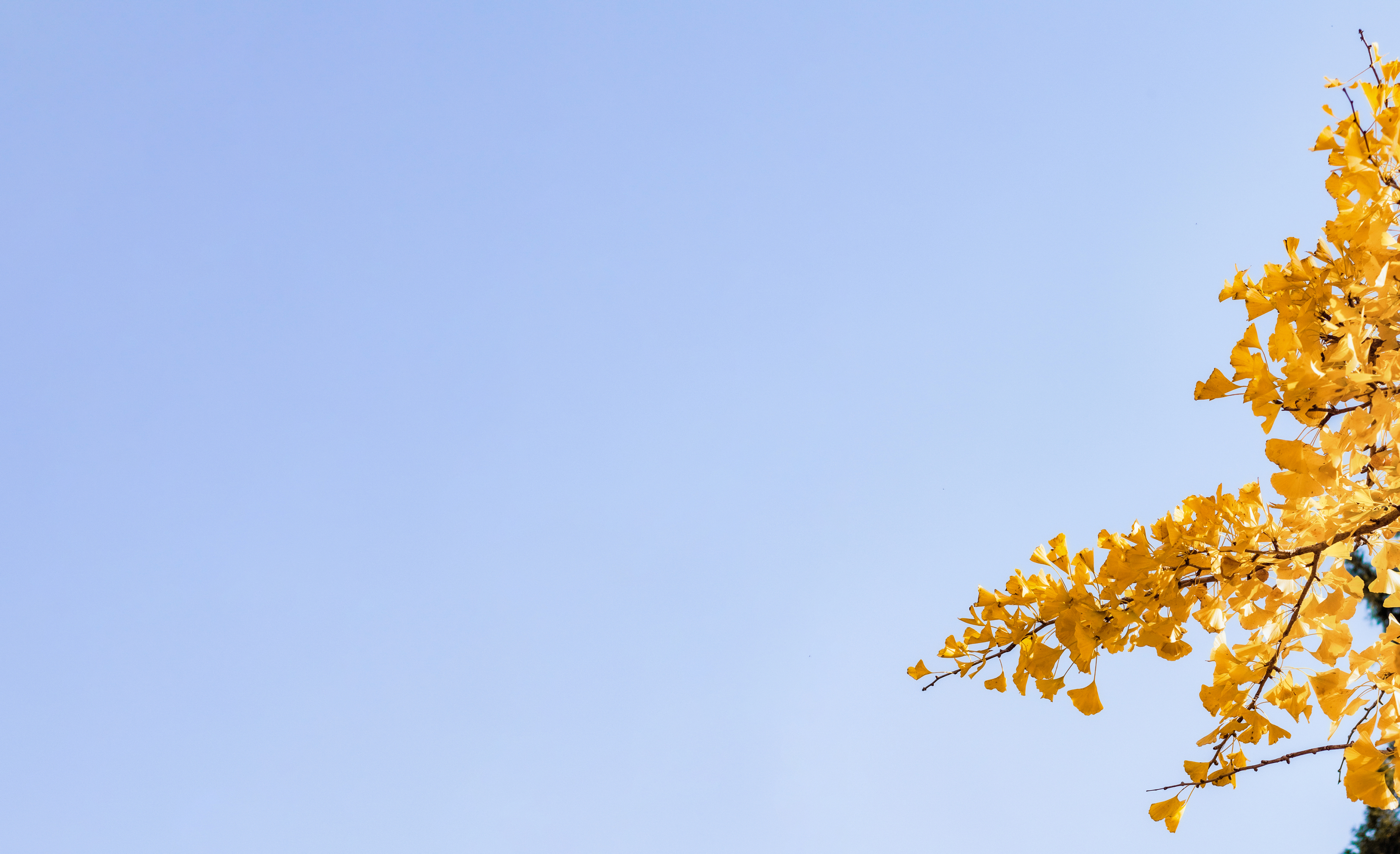 小清新银杏叶(风景静态壁纸) - 静态壁纸下载 - 元气壁纸