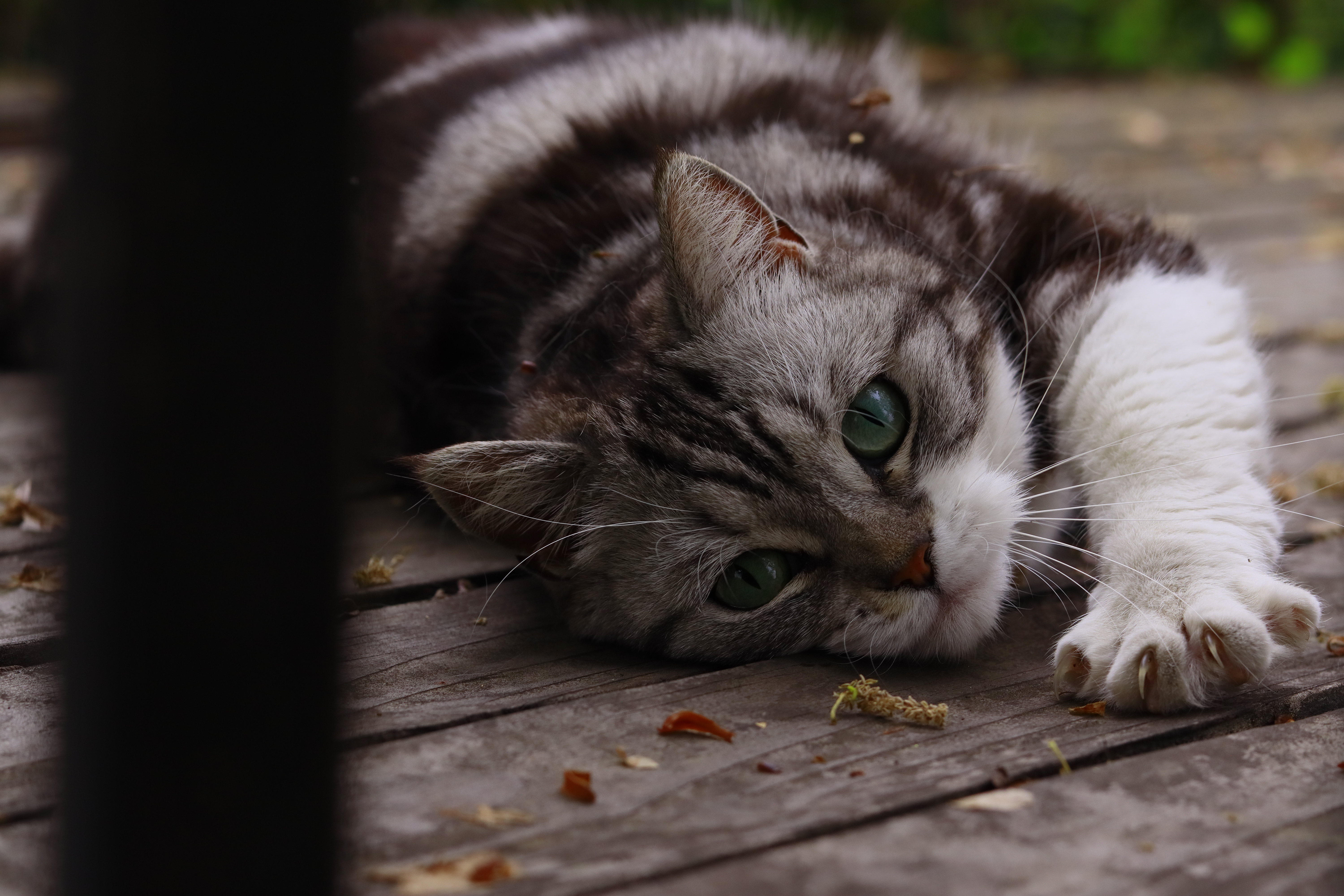 可爱猫咪壁纸苹果图片