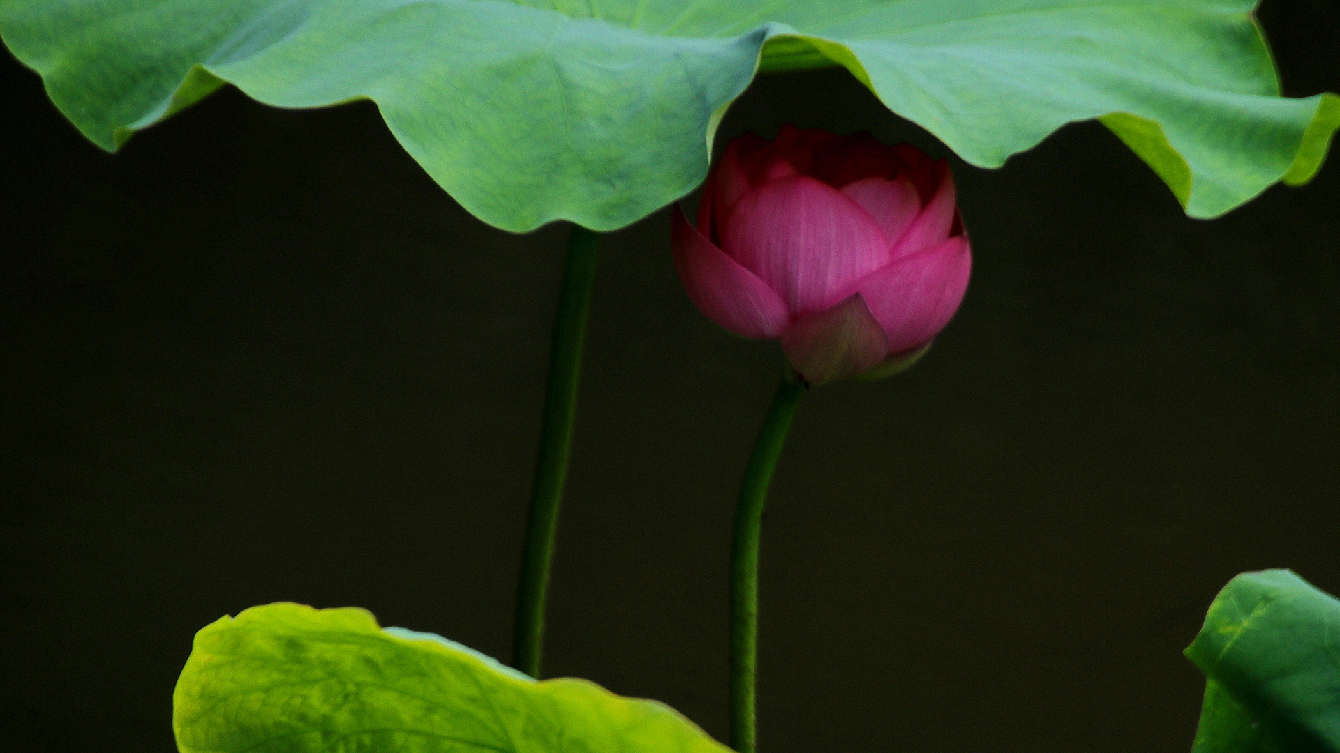 暗调深绿背景下的粉红花苞与翠绿荷叶特写画面