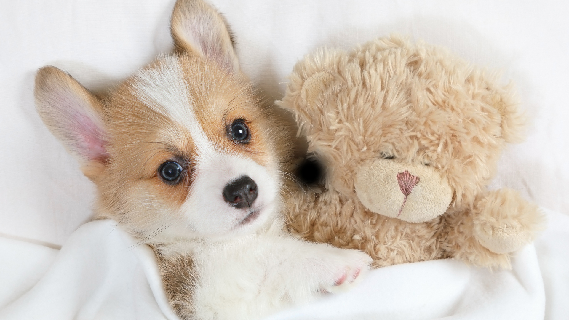 软乎乎的柯基幼犬依偎在浅米色毛绒泰迪熊玩偶旁，趴在纯白色柔软织物床面上，光线明亮柔和。