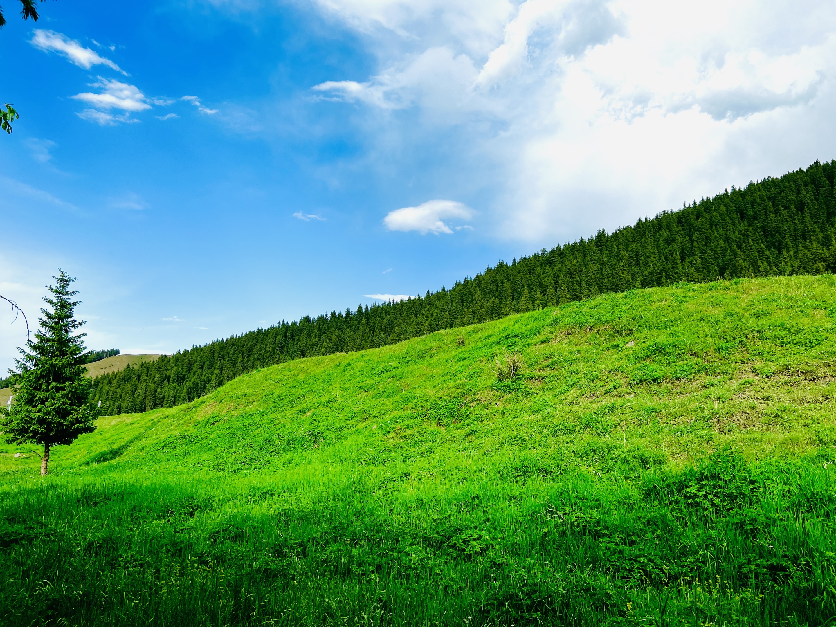 草原(风景静态壁纸) - 静态壁纸下载 - 元气壁纸