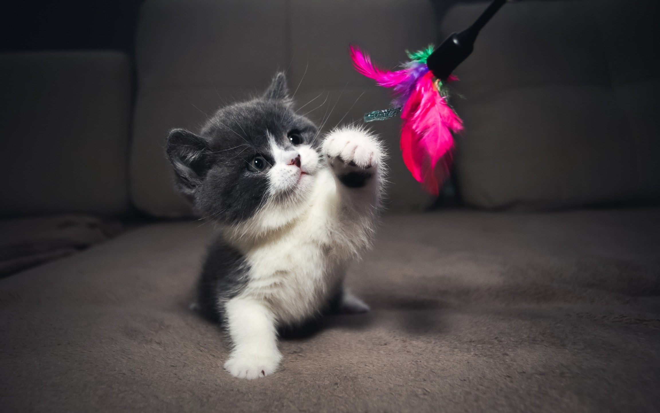 猫咪