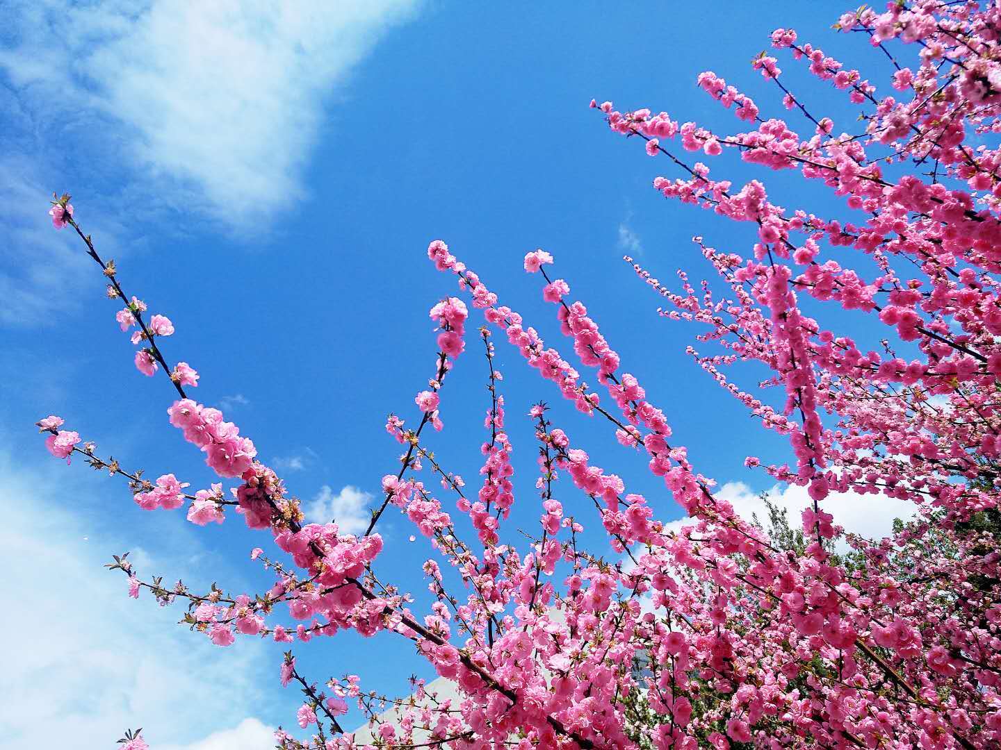 粉空 风景静态壁纸 静态壁纸下载 元气壁纸