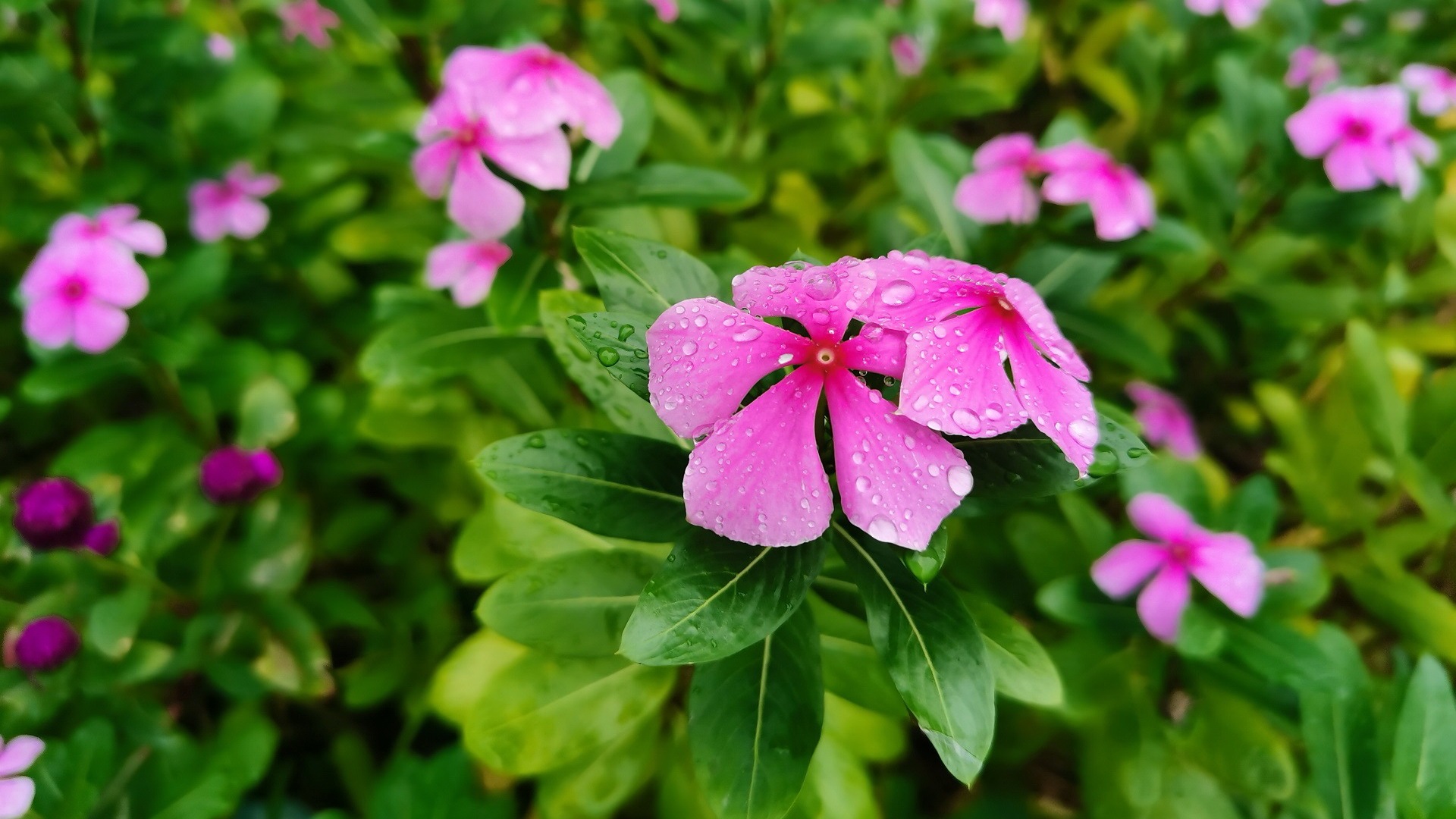 近景拍摄带晶莹雨珠的粉紫色花卉，周围环绕鲜亮绿叶，背景是虚化的花丛。