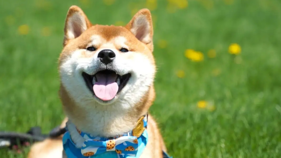 柴犬