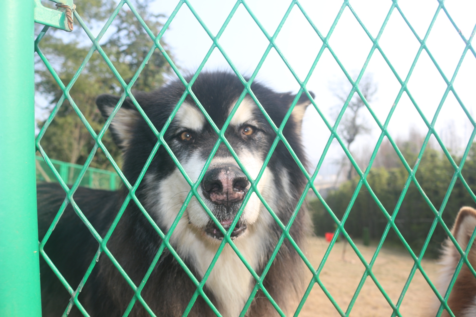 绿色网格围栏后的黑白长毛犬 户外宠物摄影画面