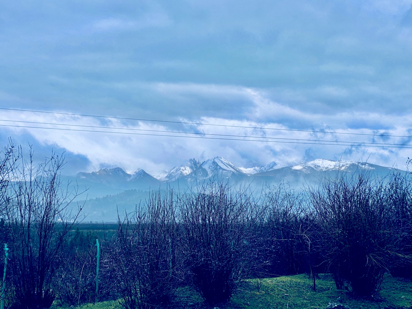 冷蓝色调郊野风光，前景枯灌丛与草地，远景云雾雪山