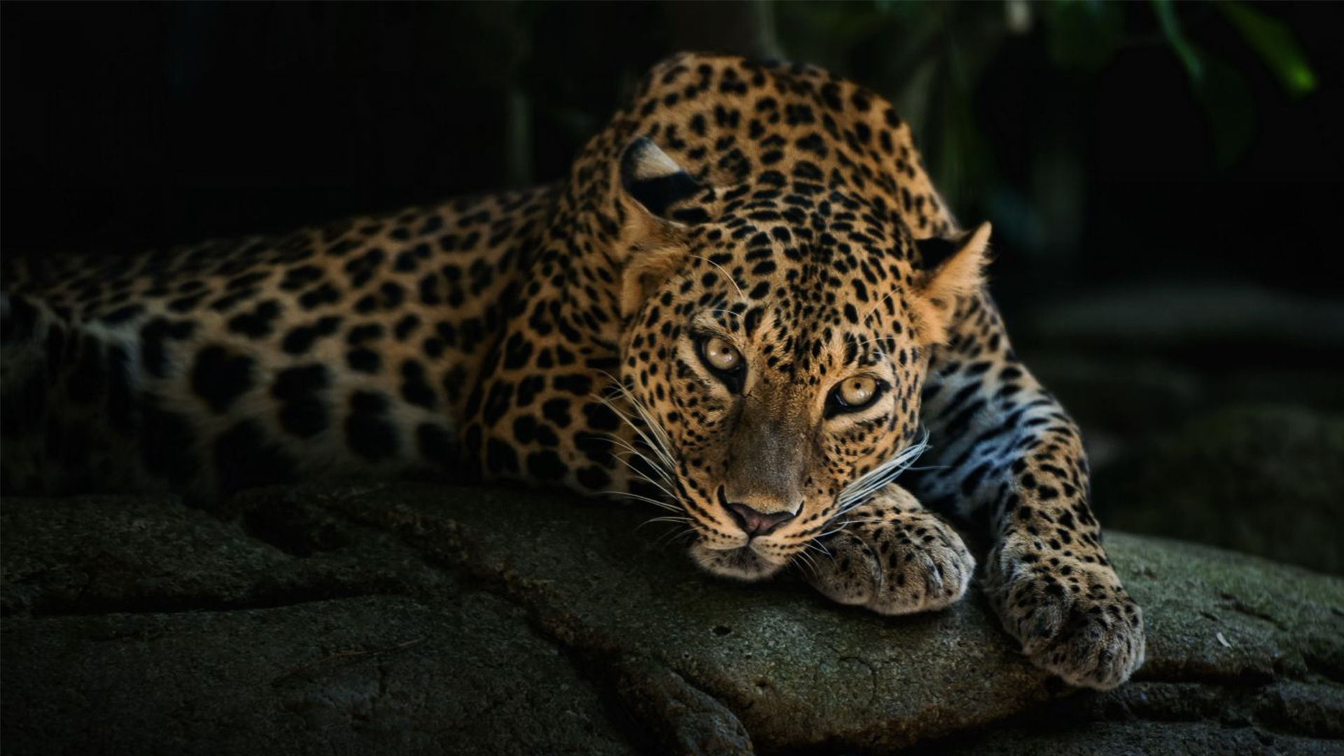 美洲豹-动物摄影壁纸预览 | 10wallpaper.com