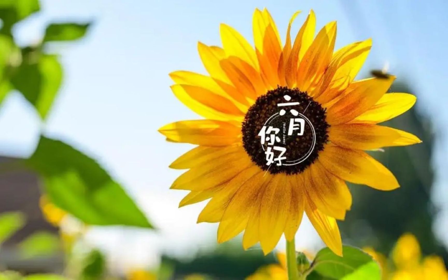 晴日户外写实摄影画面，视觉中心是盛放的黄橙渐变向日葵，深褐色花盘印有白色文字“六月你好”与圆形白色装饰线，左侧分布虚化的翠绿色向日葵叶片，背景为淡蓝色浅淡晴空与模糊绿色植被。