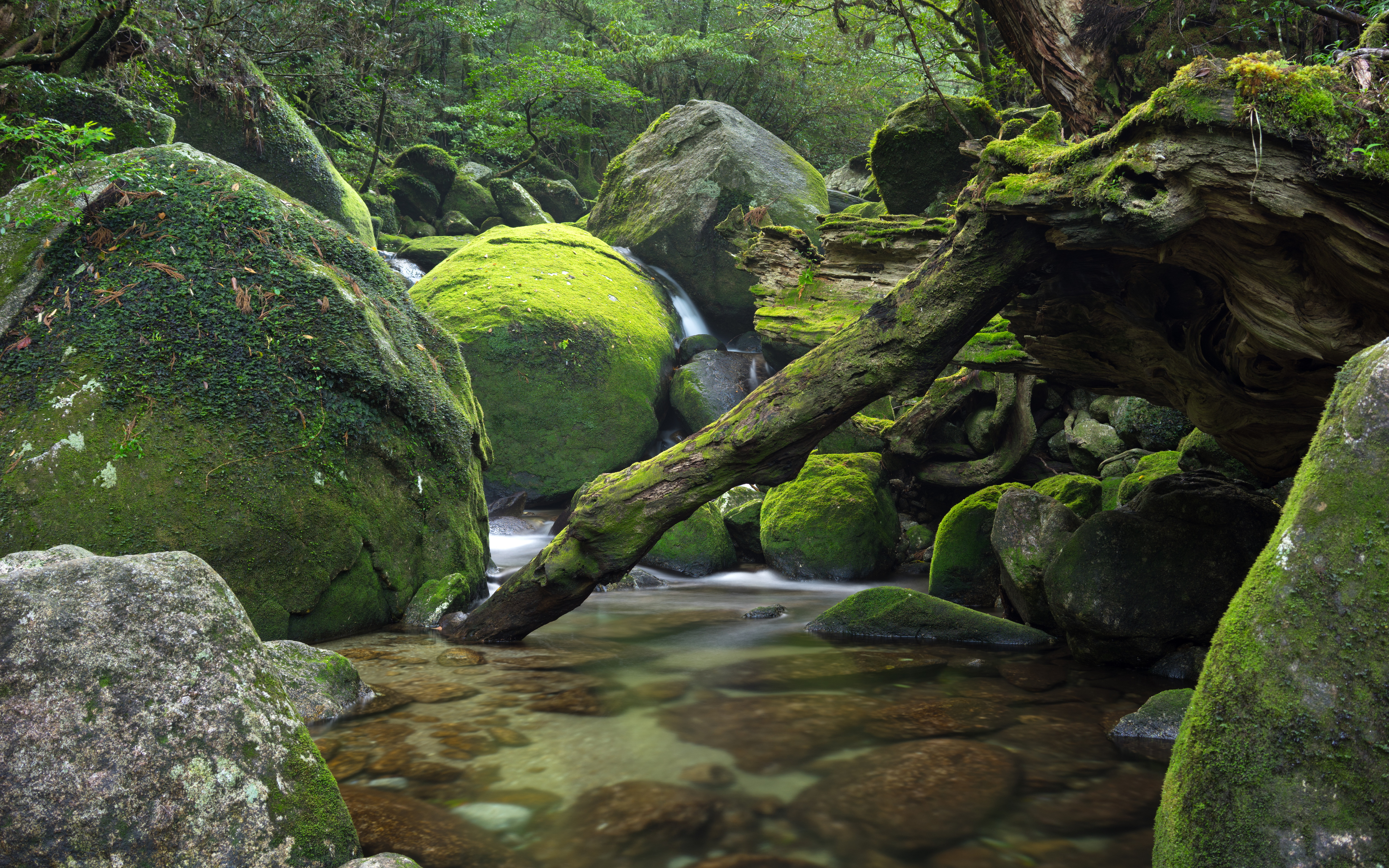 绿植小溪