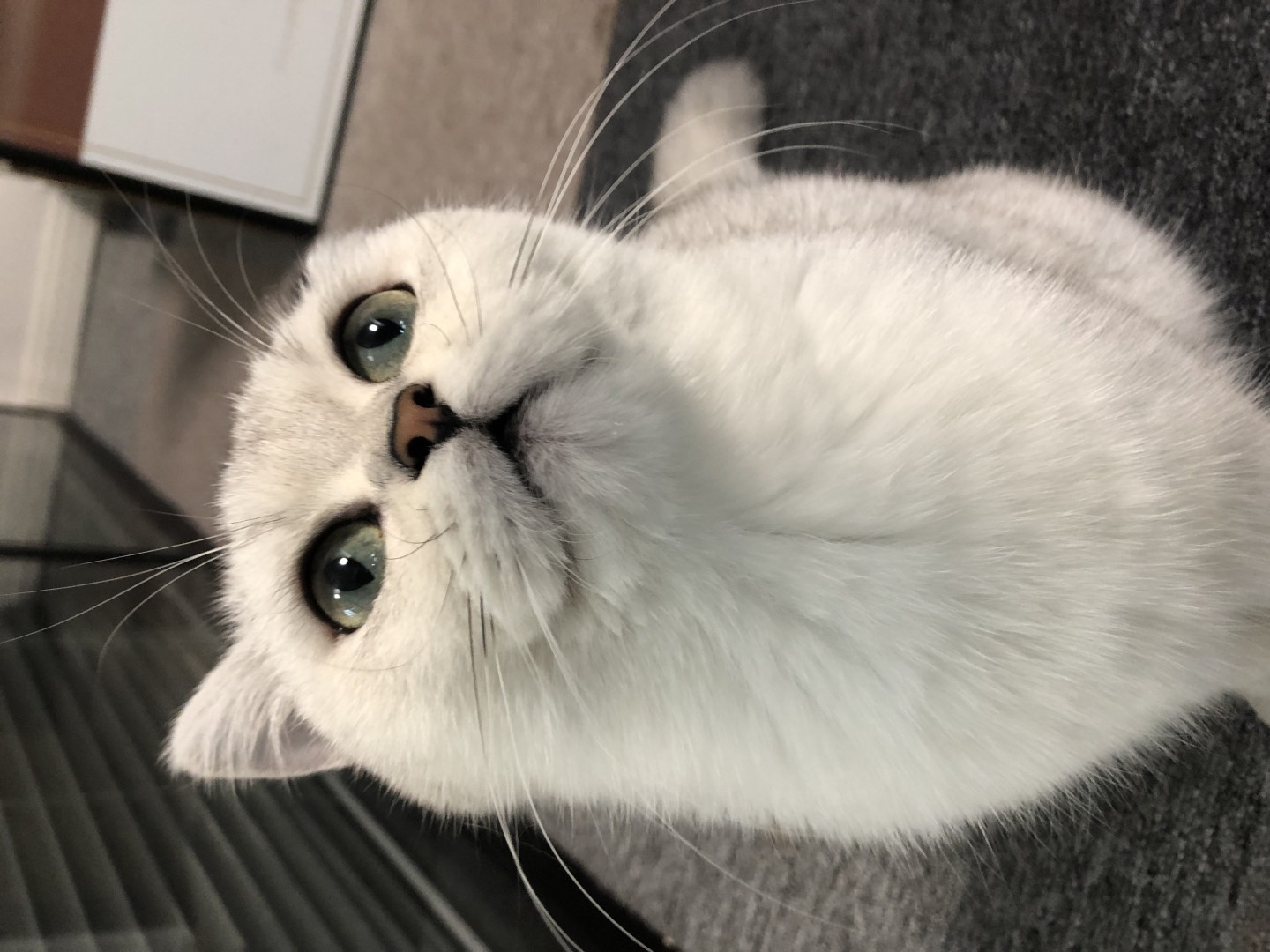 浅银色短毛猫咪近景，绿褐色大眼睛向上仰望镜头，毛发蓬松柔和。