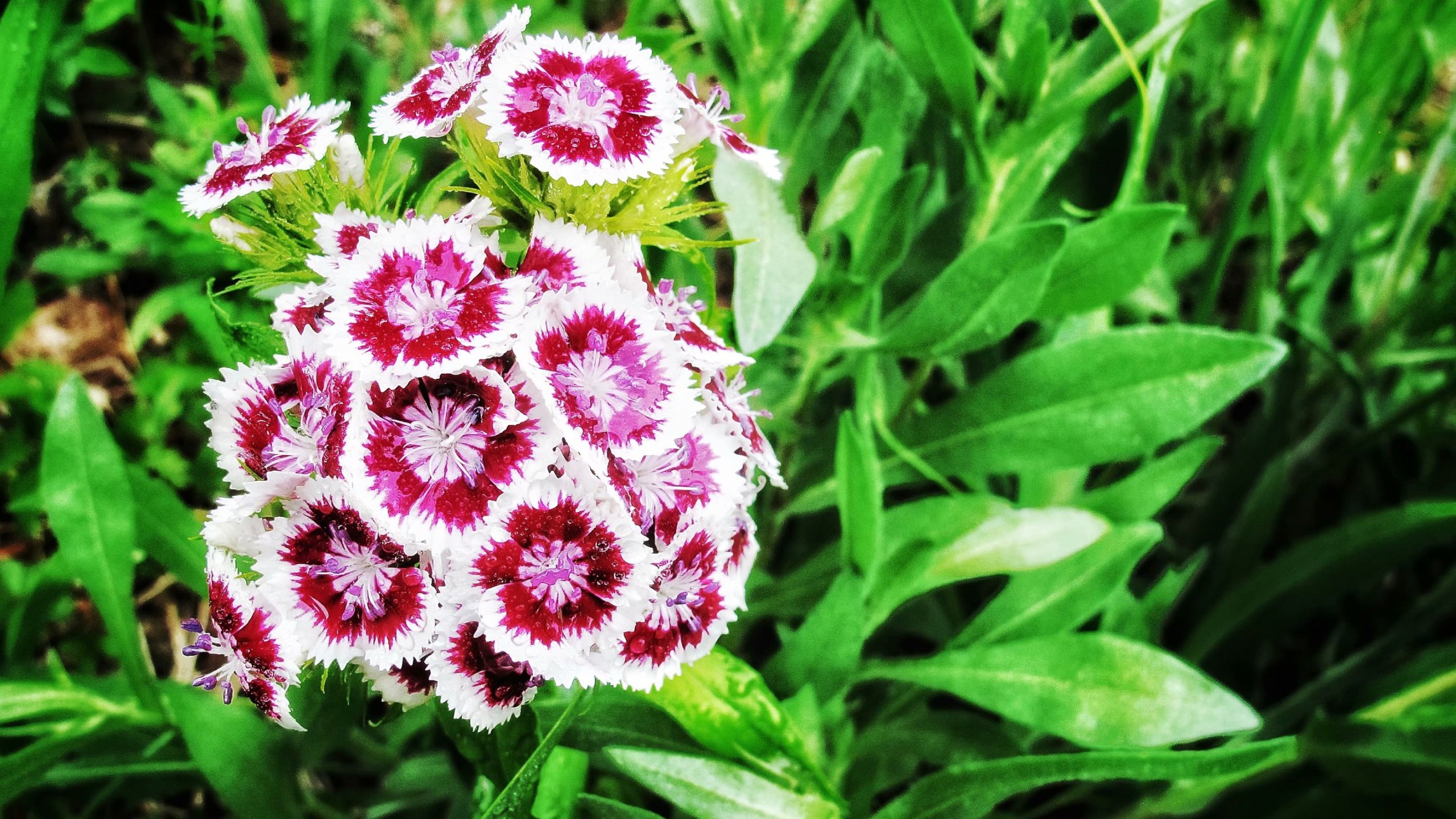 花朵(风景静态壁纸) - 静态壁纸下载 - 元气壁纸