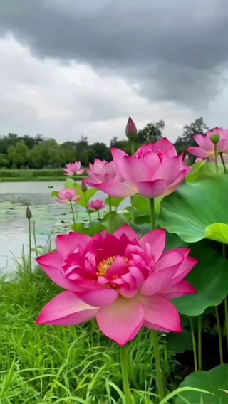 心如意莲花，好运莲连