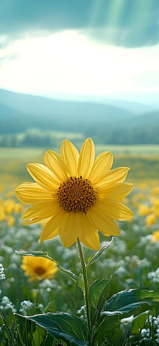 美丽野菊花