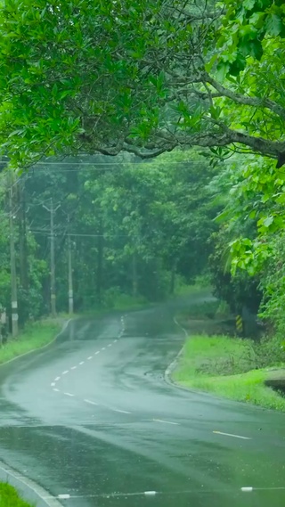 雨天绿树林公路 