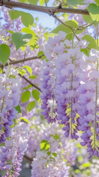 紫帘悬春