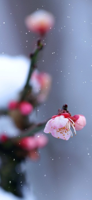 雪中梅花