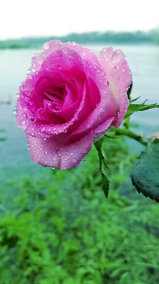 一朵花