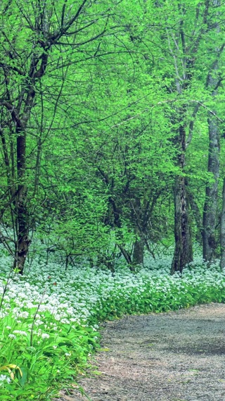 幽林深处，花丛蝶飞
