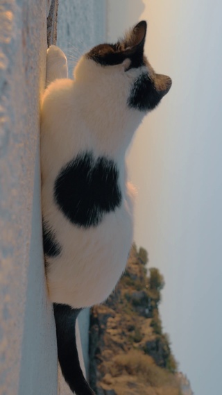 小猫咪在沙滩上打滚儿