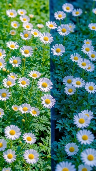 清新治愈白雏菊小花田