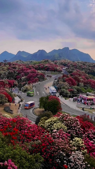 映山红