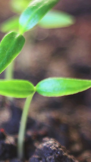 4K 高清 植物生长时间流逝