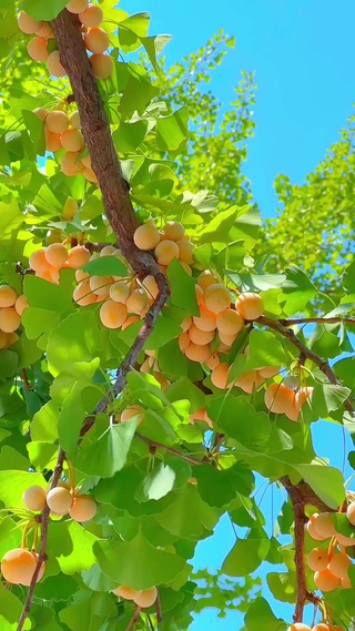 “银”为有你，“杏”福一生