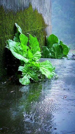 你是四月檐上雨 也是心上惊鸿客