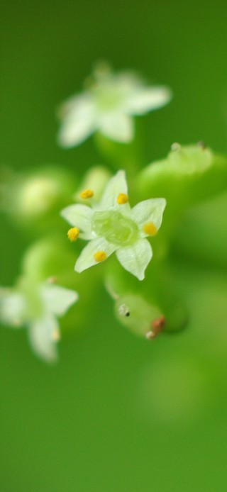 雨中花