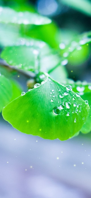 雨天唯美绿叶